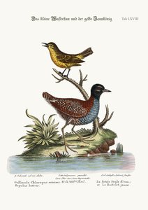 最少の雌鶏と黄ミソサザイ、1749-73